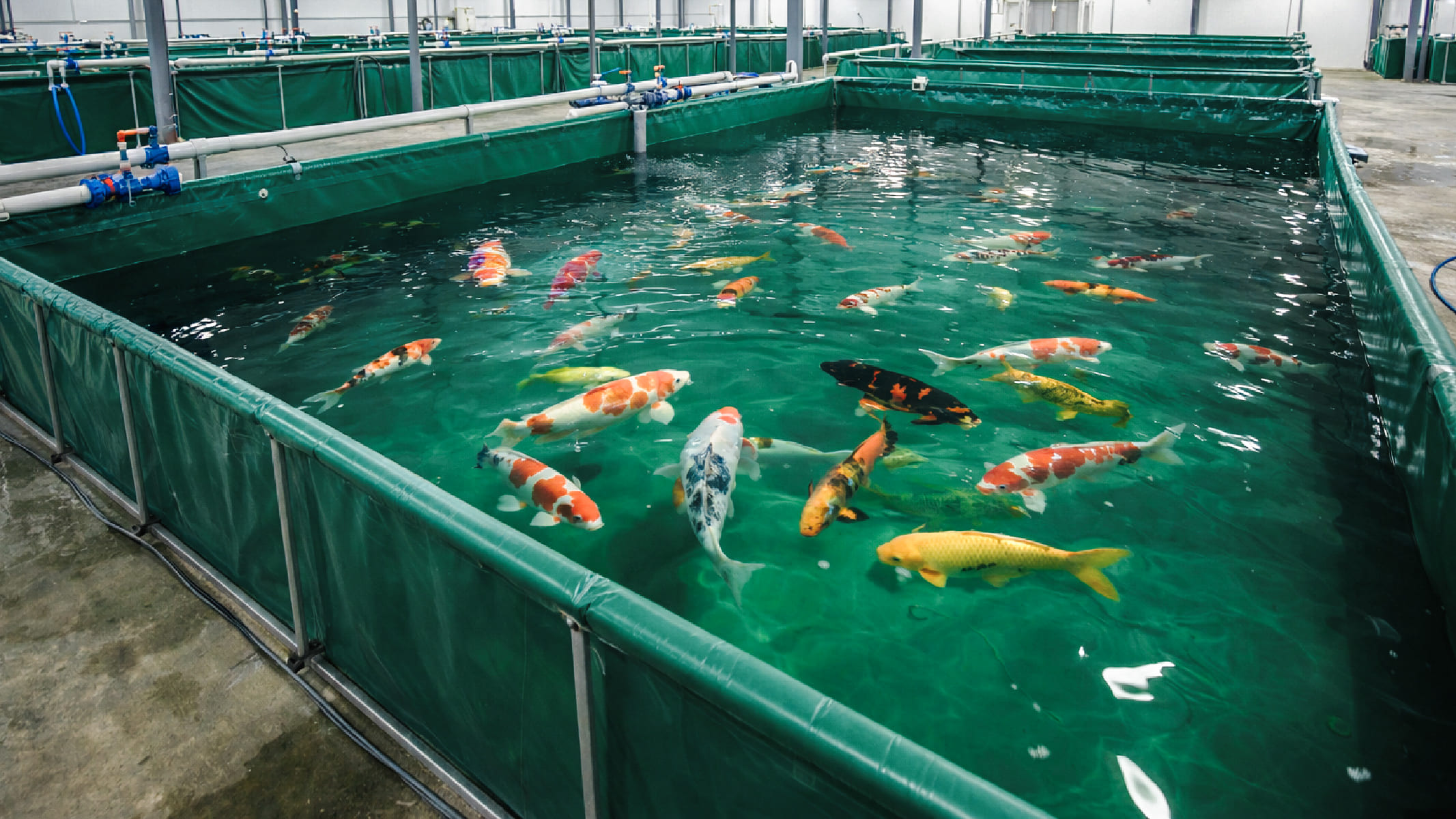 專業級大型帆布魚池